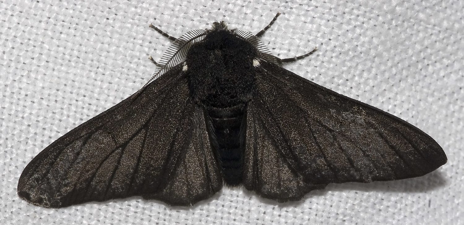 A photograph of a dark, almost black, peppered moth resting with its wings spread out flat against a pale woven surface
