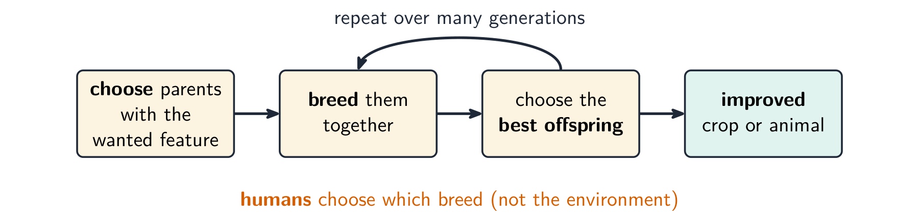 A flow chart of selective breeding: choose parents with the wanted feature, breed them, choose the best offspring, and repeat over many generations to get an improved crop or animal