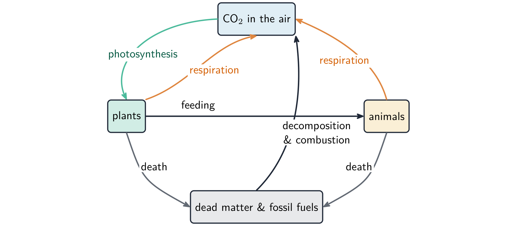 The carbon cycle: photosynthesis takes carbon dioxide from the air into plants; respiration, the burning of fossil fuels, and the decay of dead matter return it; feeding passes carbon to animals