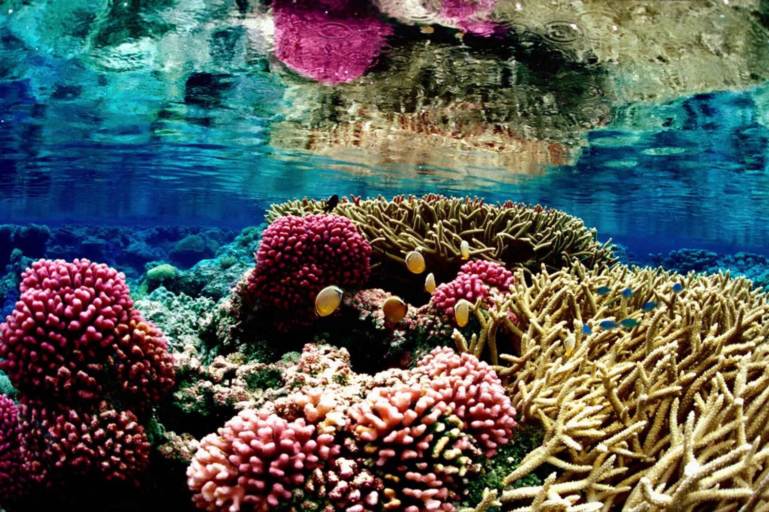 A coral reef teeming with fish