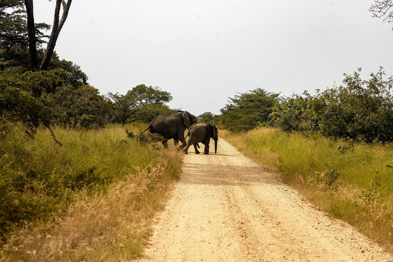 Elephants in an African savanna