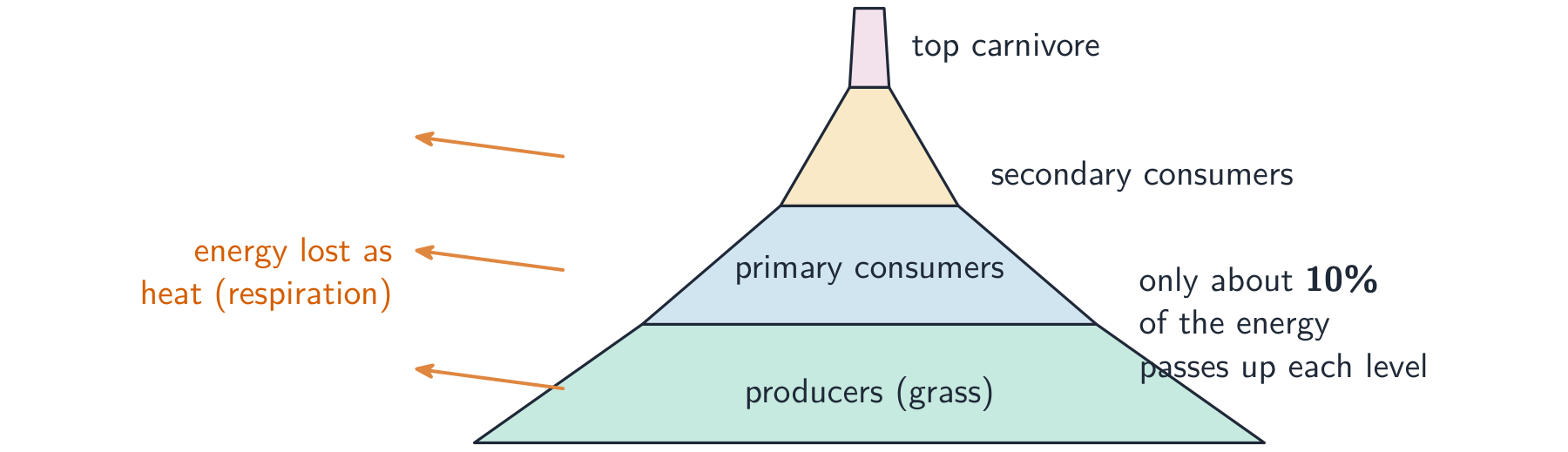A pyramid with producers at the wide base, then primary consumers, secondary consumers and a top carnivore at the narrow tip; energy is lost as heat at each level, so only about 10% passes up