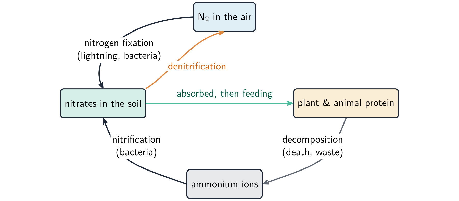 The nitrogen cycle: nitrogen fixation turns nitrogen gas into nitrates, plants absorb nitrates to make protein, decomposition makes ammonium ions, nitrification turns these back into nitrates, and denitrification returns nitrogen gas to the air