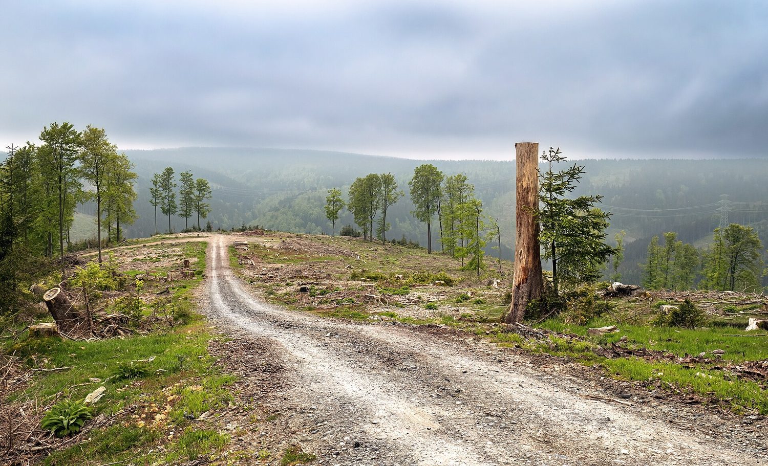 An area of cleared, deforested land
