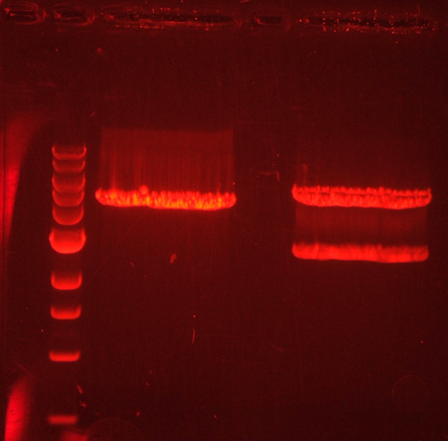 A photograph of a DNA gel under UV light: a ladder of evenly spaced reference bands runs down the left lane, and the sample lanes show bright glowing bands where pieces of DNA have collected after being separated by size