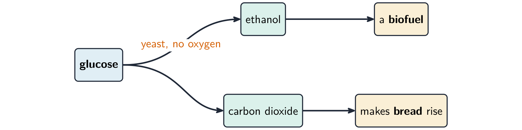Yeast breaks glucose down without oxygen into ethanol, which is used as a biofuel, and carbon dioxide, which makes bread rise