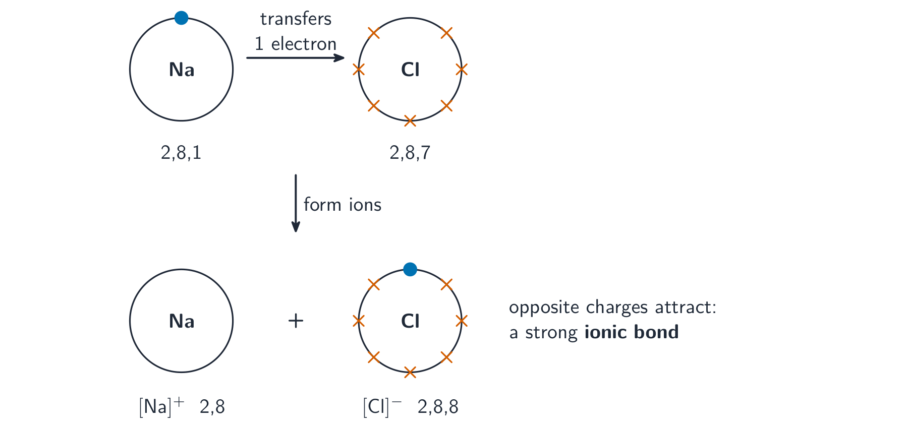 Sodium's single outer electron transfers to chlorine; sodium becomes Na+ (2,8) and chlorine becomes Cl- (2,8,8)