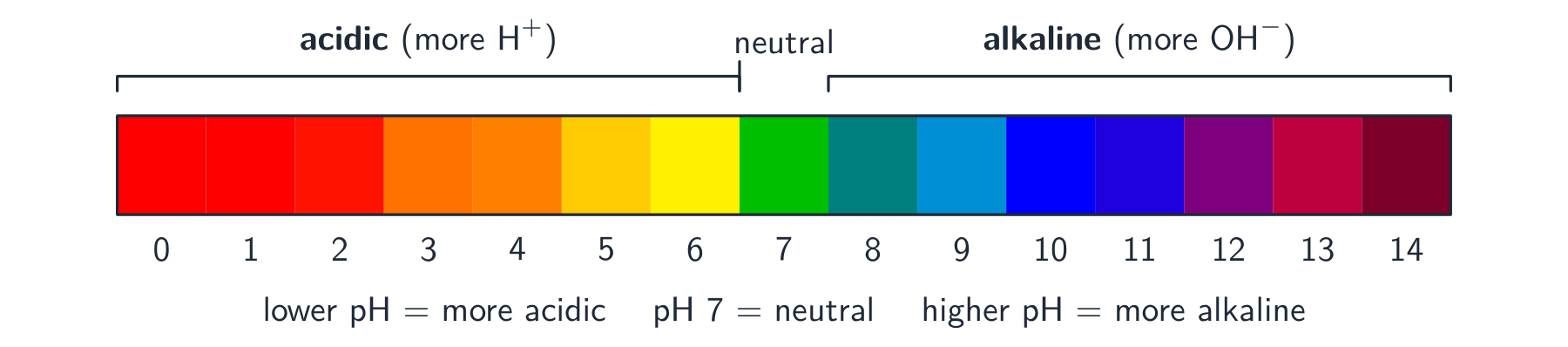 The pH scale from 0 to 14 coloured like universal indicator: red at the acidic end, green at neutral, purple at the alkaline end