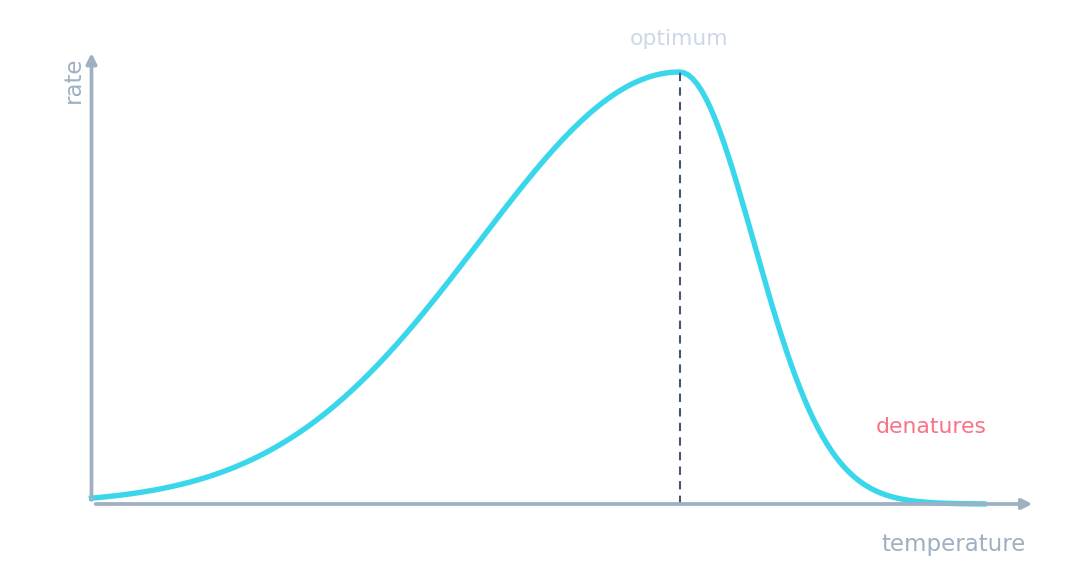 Rate against temperature: rising to a peak at the optimum, then falling steeply as the enzyme denatures