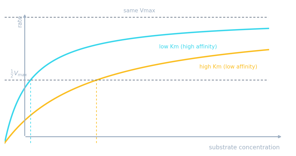 Two rate curves approaching the same Vmax: a low-Km enzyme reaches half-Vmax at low substrate, a high-Km enzyme needs much more substrate
