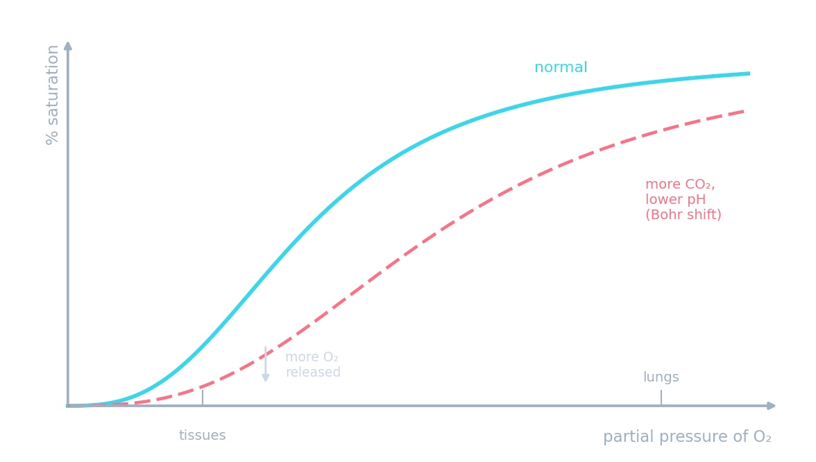 S-shaped oxygen dissociation curve, with a second curve shifted right for higher CO₂ and lower pH
