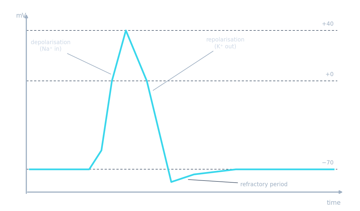 Action potential graph: resting at −70 mV, a spike to +40 mV (Na⁺ in), a fall (K⁺ out), then a refractory dip back to rest