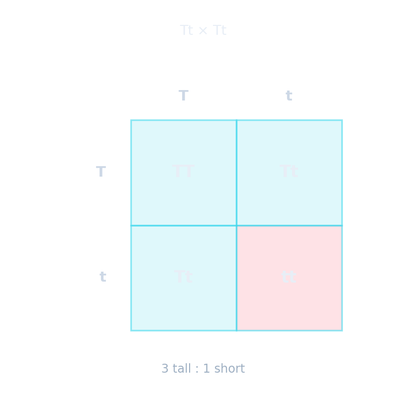 Punnett square for Tt × Tt: gametes T and t combine to give TT, Tt, Tt, tt — three tall to one short