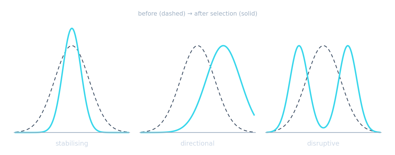 Three trait distributions: stabilising narrows it, directional shifts the mean, disruptive splits it into two peaks