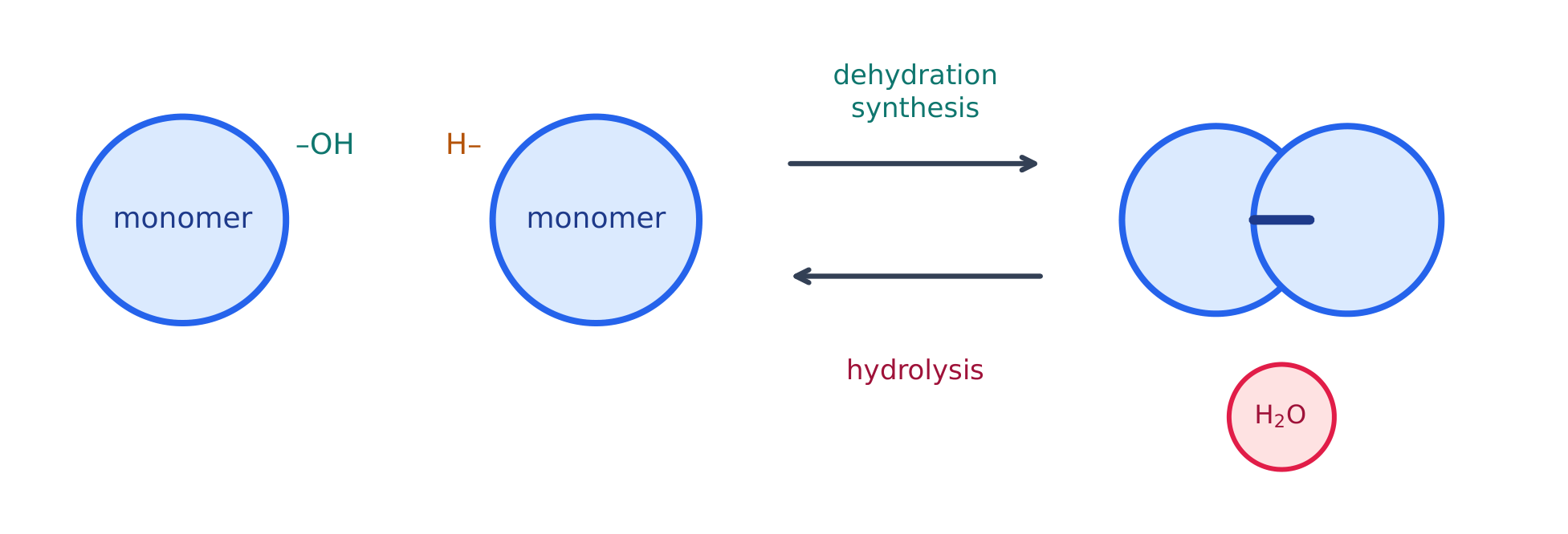 Two monomers joining into a longer chain, releasing a water molecule
