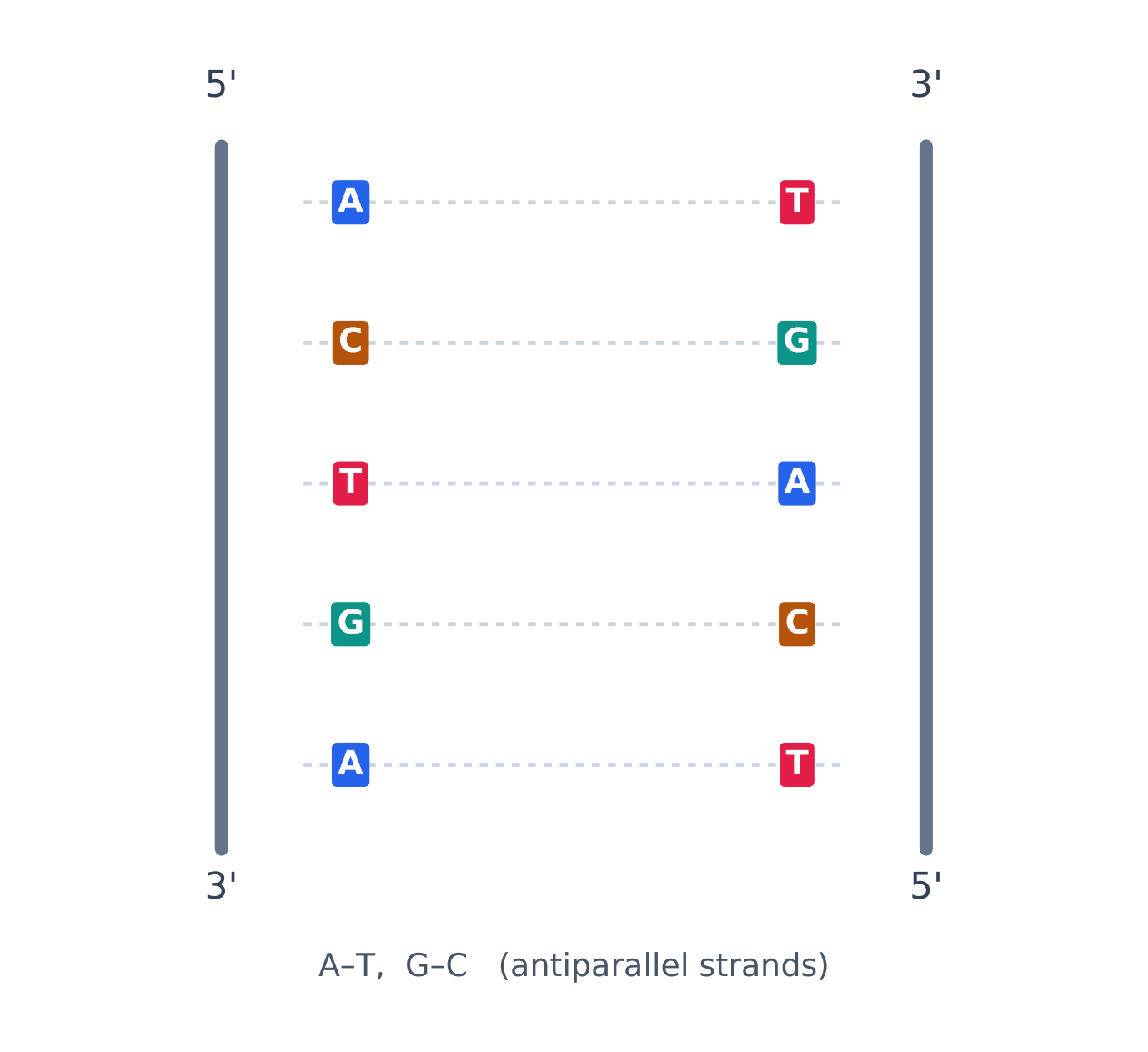 DNA bases pairing A–T and C–G across the two strands
