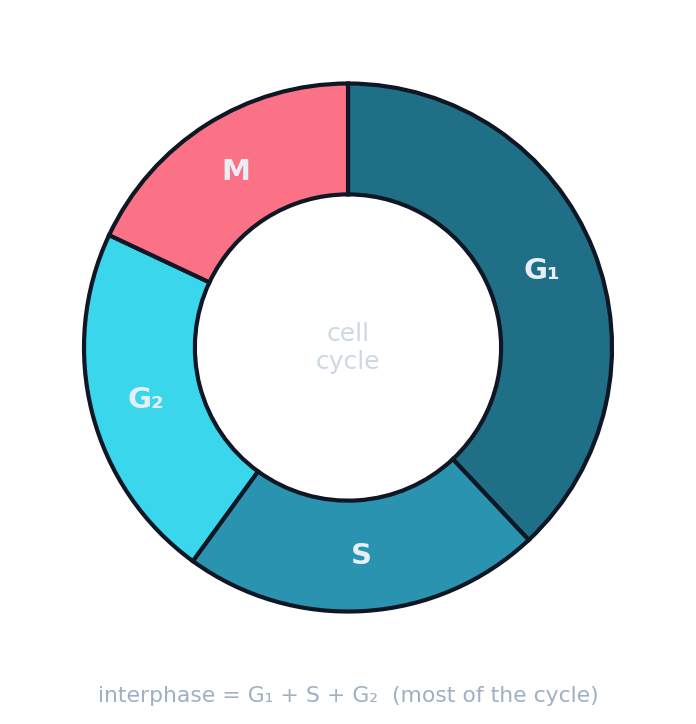 The cell cycle showing interphase followed by mitosis and division