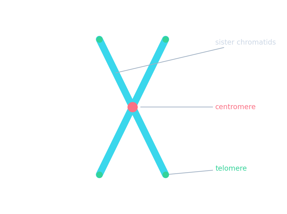 A duplicated chromosome shown as two joined sister chromatids