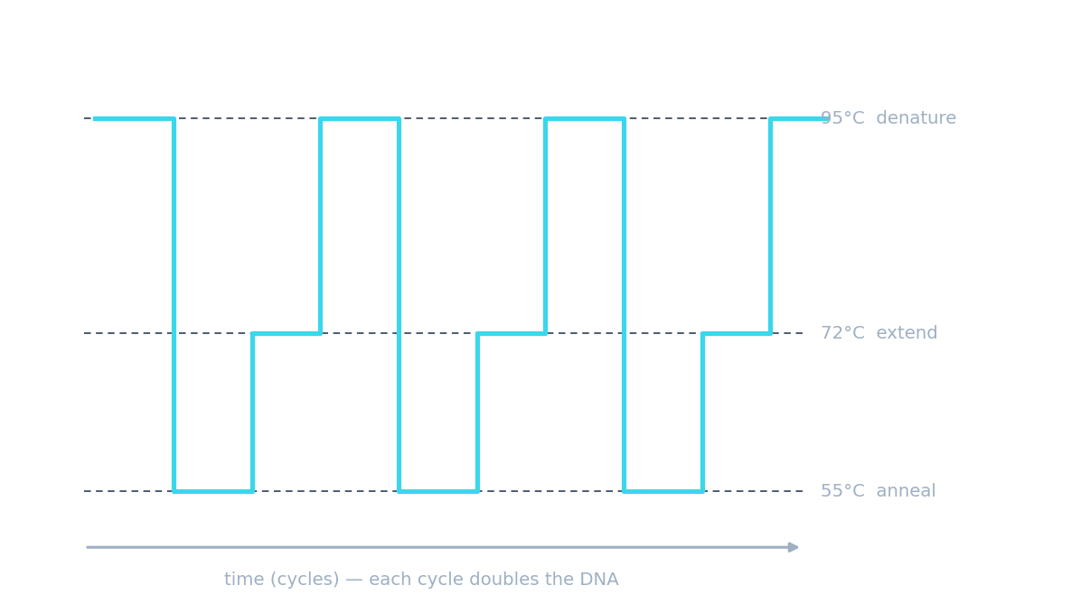 PCR cycling through heating and cooling to double a piece of DNA each round