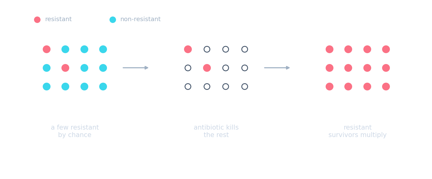 Most bacteria killed by an antibiotic while a few resistant ones survive and multiply