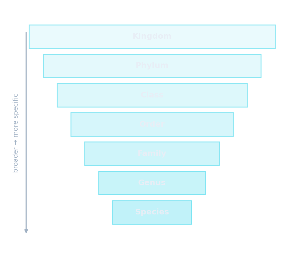 A branching tree of relationships and the nested ranks of classification