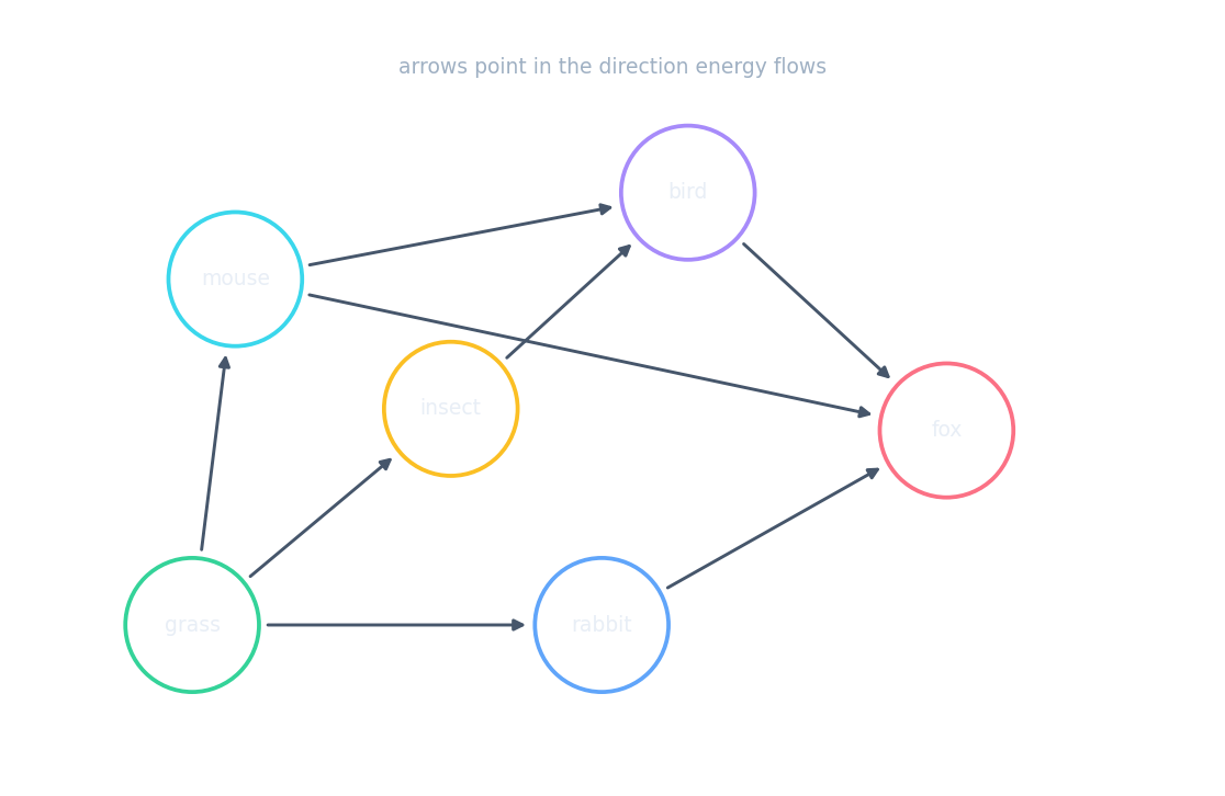 A food web linking producers, herbivores, and predators through many feeding links