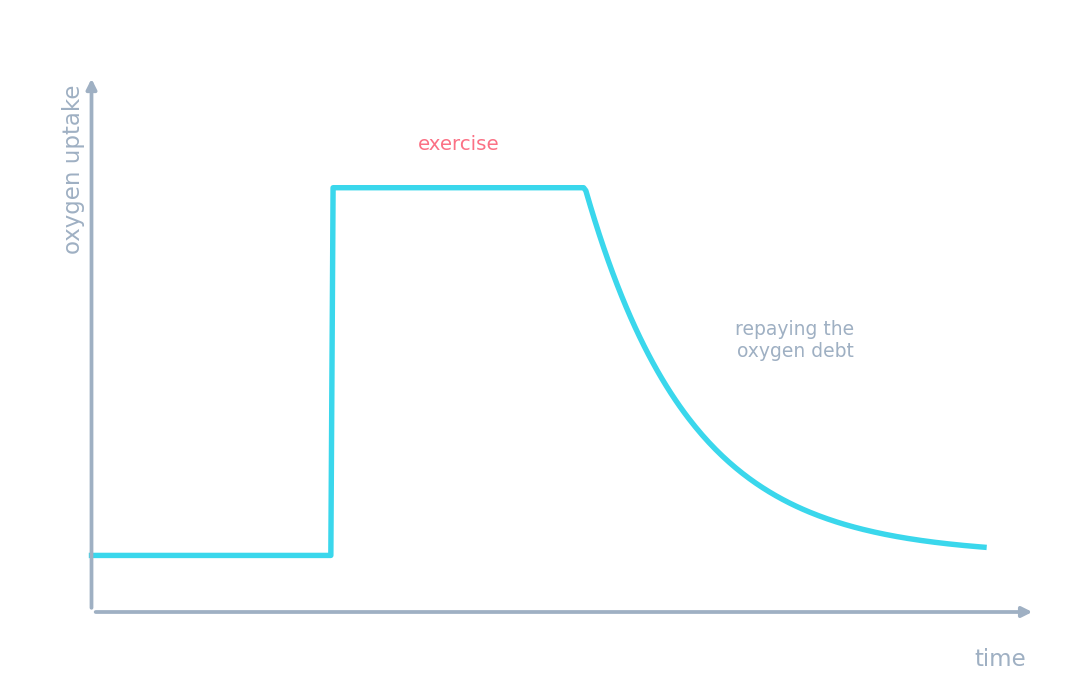 Oxygen uptake staying high after exercise to repay the oxygen debt