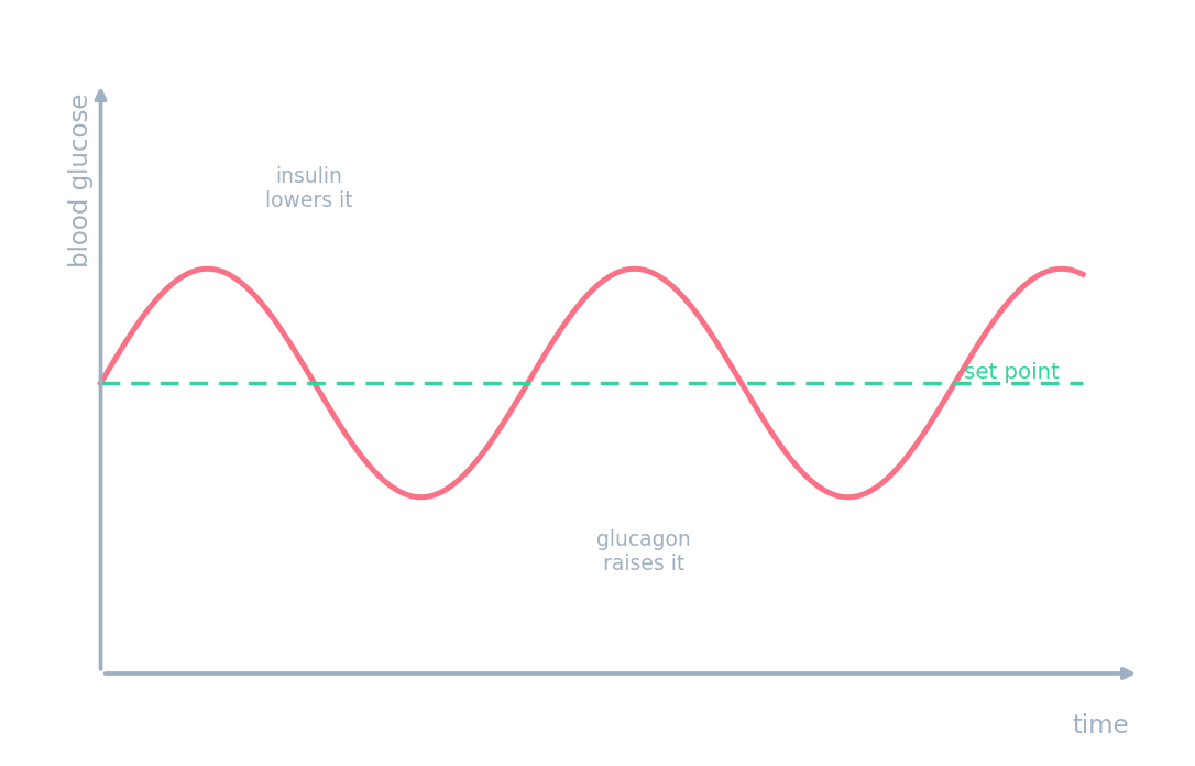 Blood glucose oscillating around a set point, raised by glucagon and lowered by insulin