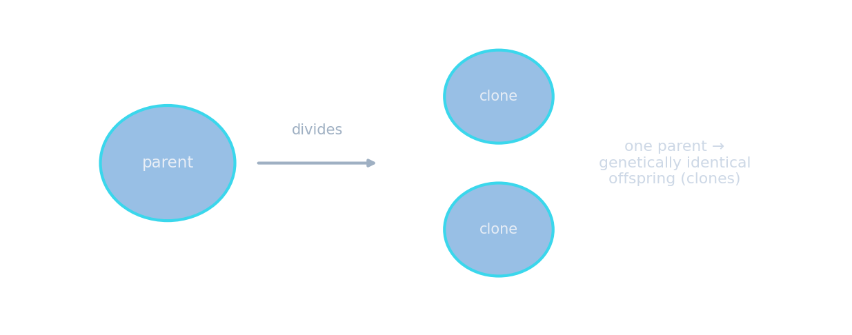 Asexual reproduction: one parent gives genetically identical offspring (clones)