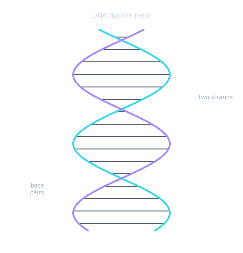 A DNA double helix with two strands joined by base pairs