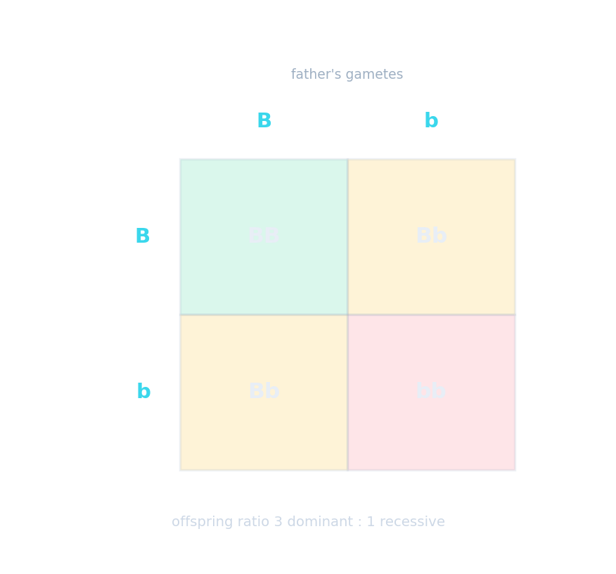A Punnett square for Bb x Bb giving a 3:1 ratio of dominant to recessive